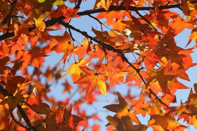 秋日限定｜“落叶不扫”模式开启，44条景观道观赏指南请收藏！