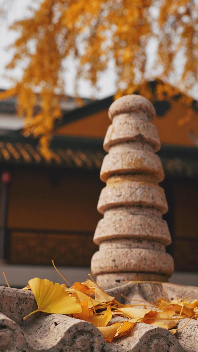 枫叶不输北国，园林比故宫浪漫！这座城市私藏了江南的所有秋天