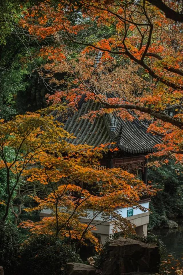 秋色限定!沪上园林已达颜值巅峰→