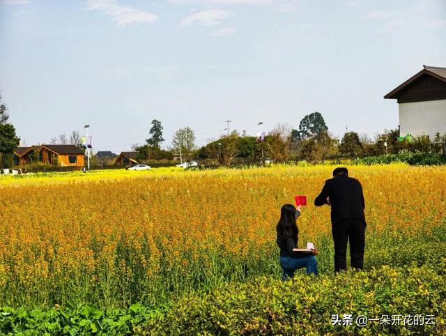 成都人看油菜花,今年换个地方“野”