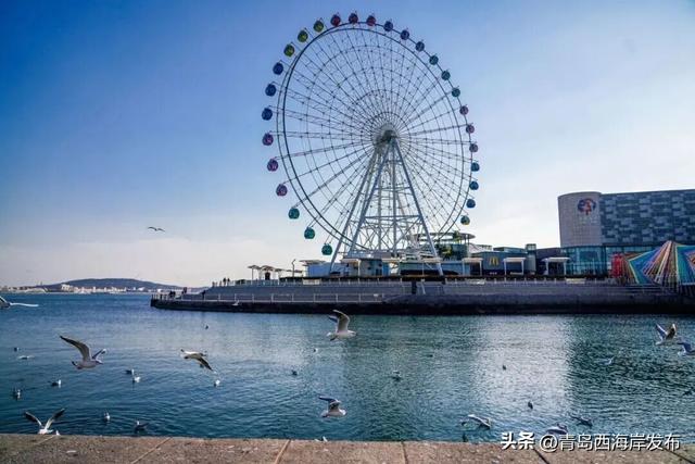 “鸥”耶！西海岸来了一批“老朋友”！