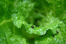 蔬菜跳甲危害严重，用好5个治虫方案，掌握2个窍门，可轻松防治图片