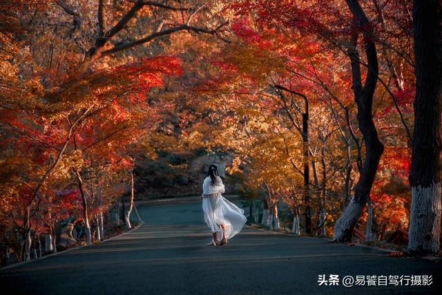 香山红叶摄影进阶：必须掌握这6个实战技巧，张张出大片成顶流