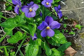 民间一紫色花植物，俗称“万能解毒草”，它就是紫花地丁 推荐认识图片