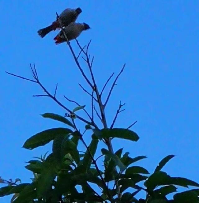 成双对的鸟儿——我的音乐相册《早起的鸟儿》再观记