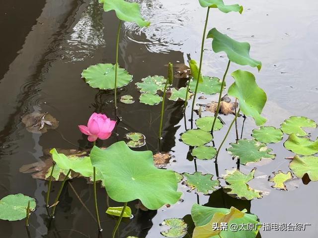 太原盛夏：公园里的花事盛宴