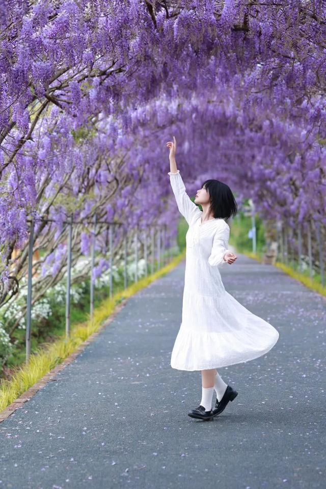 就在崇州！满屏紫色，唯美上线