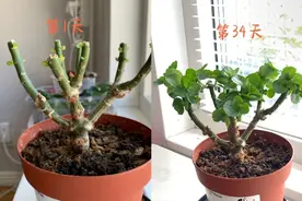 11月后，给家里的5种花“剃光头”，剃得越狠，长势越旺图片