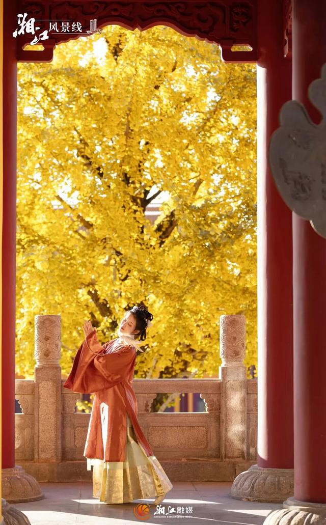 长沙银杏浓度即将达到100%！这波“小确杏”你要接住→