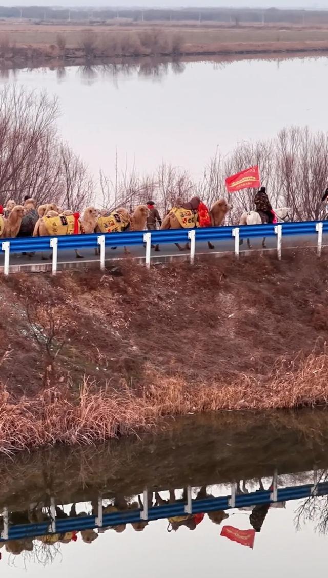 当黄河映驼影，这一刻仿佛穿越了丝路时光！