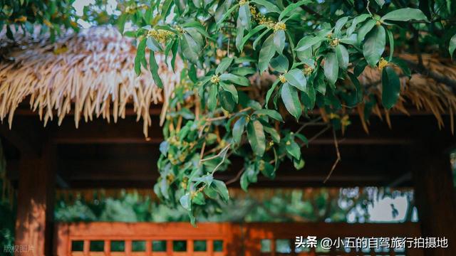 杭州满觉陇桂花攻略｜懒人版赏花路线，甜香里躺平整个秋天