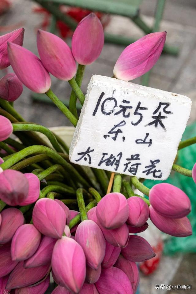 火爆出圈！有人为了它专程来苏州！