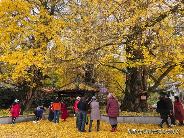 古村金叶醉游人 修文大木村古银杏群落初冬展韵