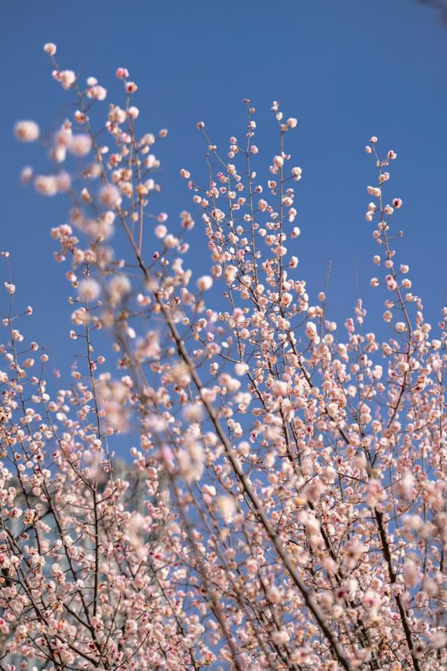 寻找最美春天 | 山东日照：花开迎新春 满园醉游人