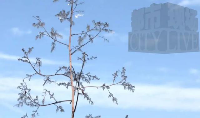 冷空气来袭！庐山、梅岭今冬首次出现雾凇