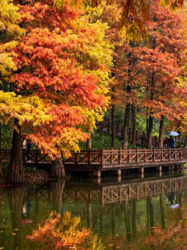 谁说重庆没有秋天？都藏在这些公园里→
