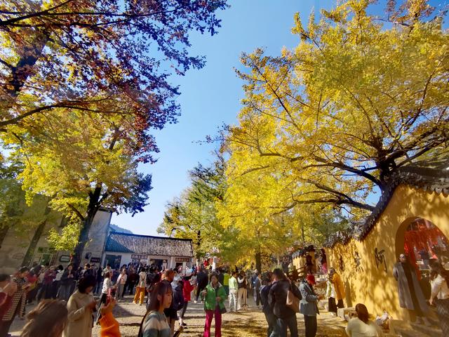 浙江:千年“银杏皇后”在长兴