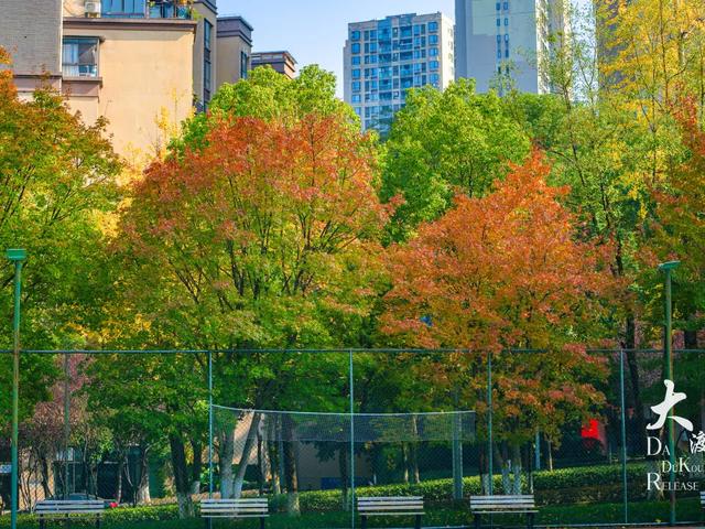 大渡口这里开启“美颜模式”,打卡要趁早~