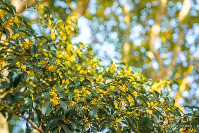 满城甜香，速赏桂花！莫要错过这迟来的秋日芬芳