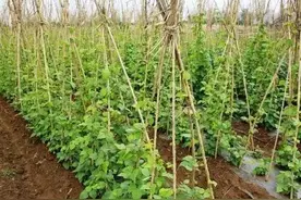 种植豆角有“大忌”你知道吗？图片