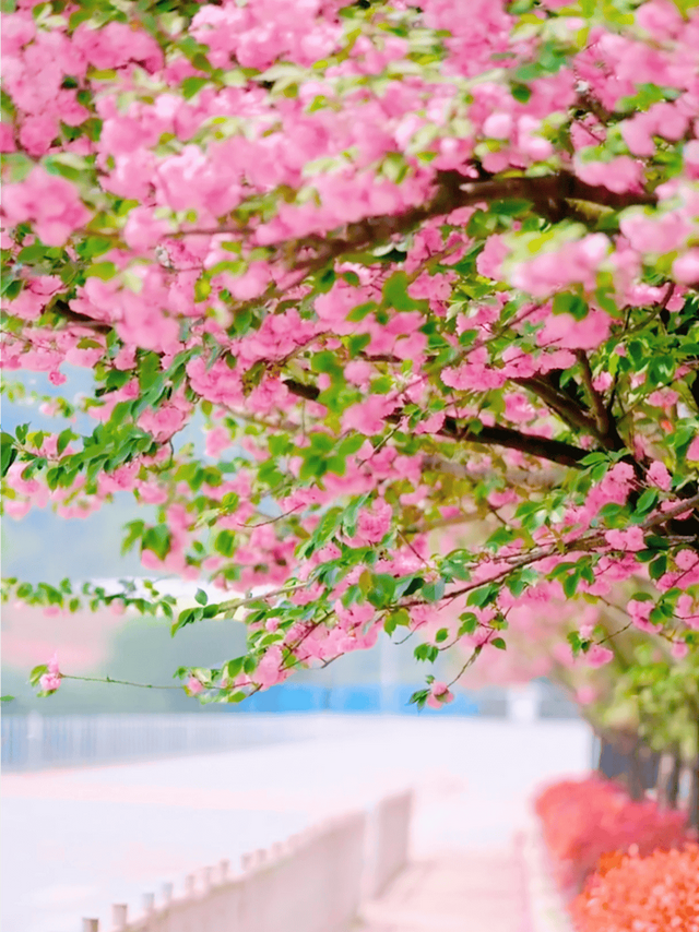 贵阳周边惊现20公里“粉色长廊”，拍照太出片了！人少，还免费~