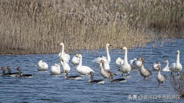 【黄河口生态旅游区】 来黄河口遇见“瑞士卷” 与候鸟的诗意邂逅