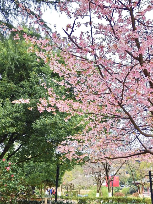 快来芙蓉区晓园公园，共赴一场春日樱花的约定！