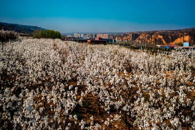 用一颗梨赚87亿？山西千年古县藏不住了，258万年前黄土埋秘密