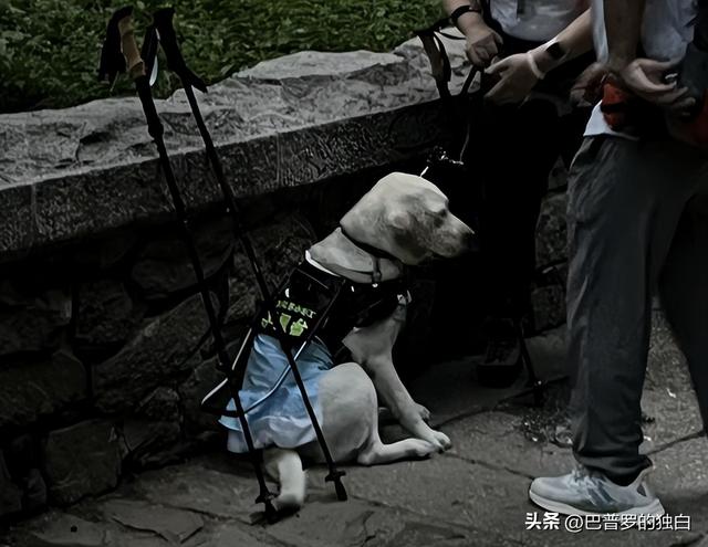 爬泰山的作死夫妻被制裁！导盲犬被收回，身份被扒，家里还有一只