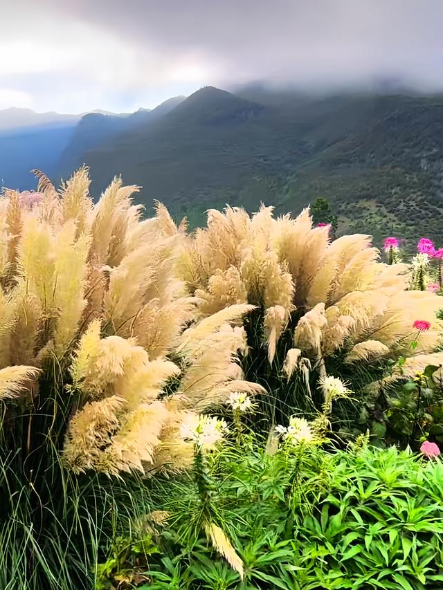 震惊！逃离到这片花海，竟找回了丢失的自己