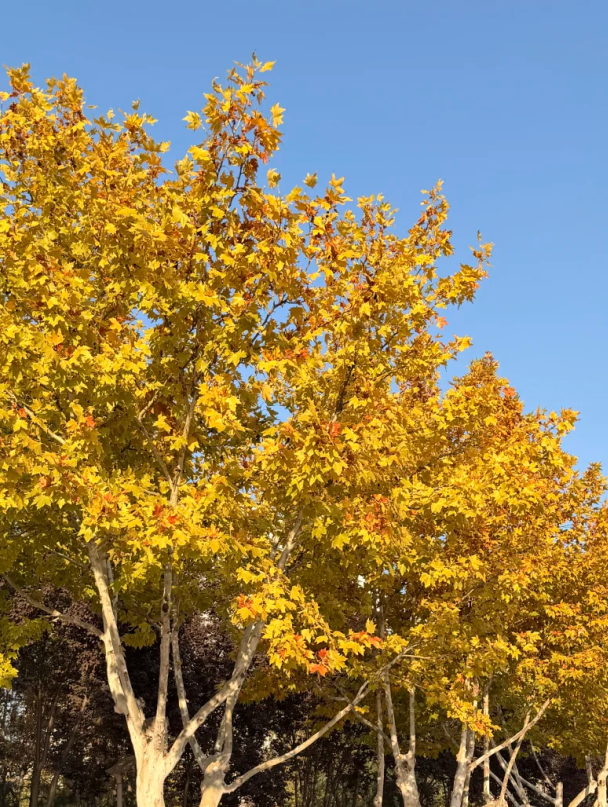此刻的临沂，把清欢藏进风景里