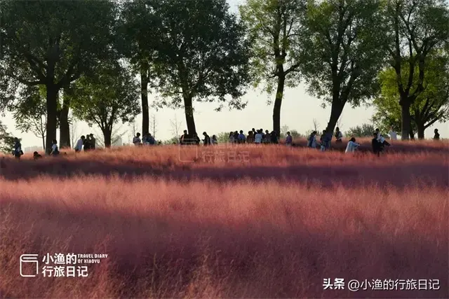 西安这处免费的世界遗产，藏着最治愈的秋色！自带滤镜，无敌出片