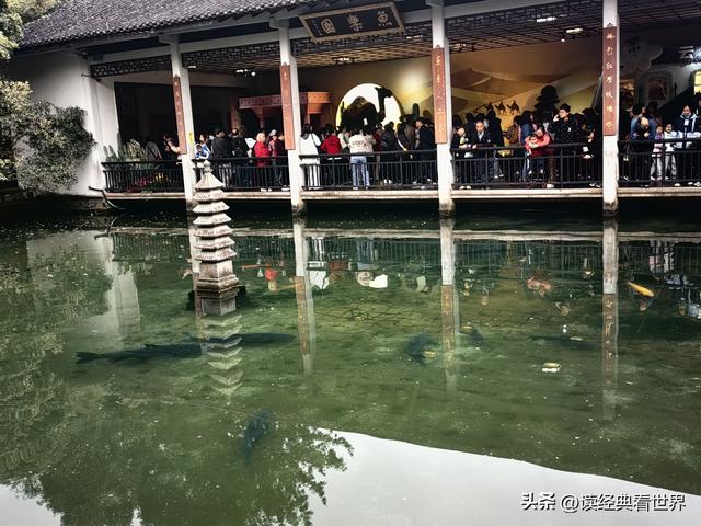 杭州植物园的菊花展——一场关于菊花的饕餮盛宴（二）