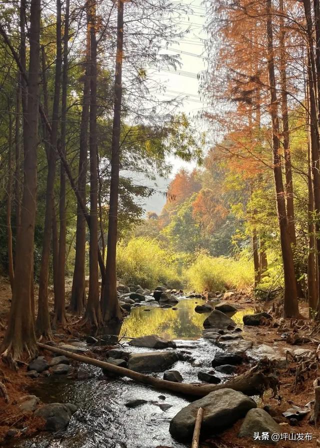 “都市栗人” 指南:坪山寻景品咖、暖过秋冬