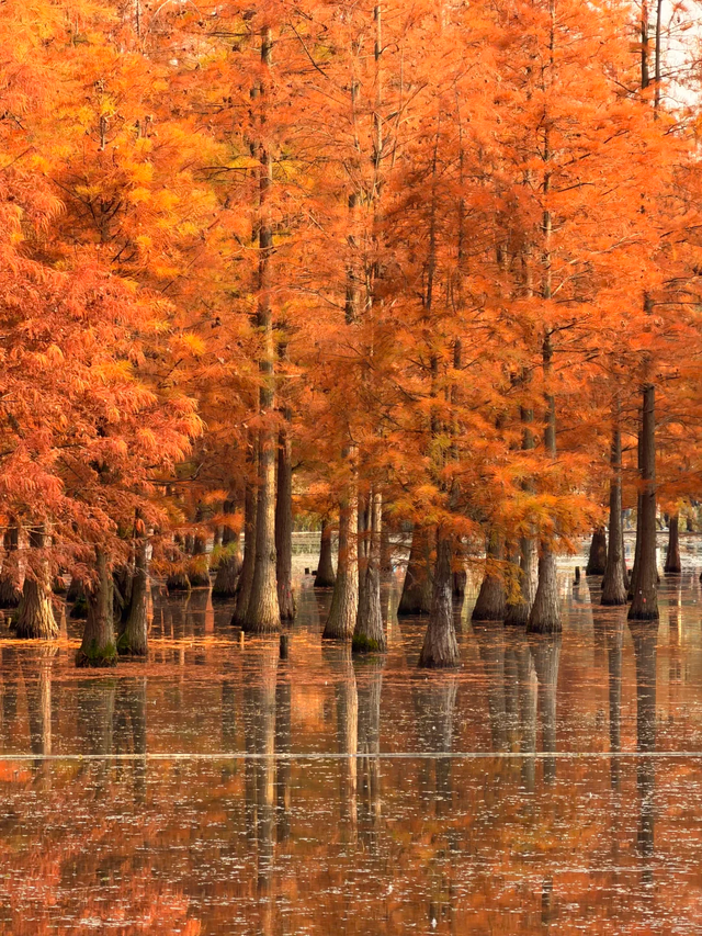 成都谁还不知道白鹭湾湿地公园水杉？已红99%，地铁直达放心冲！