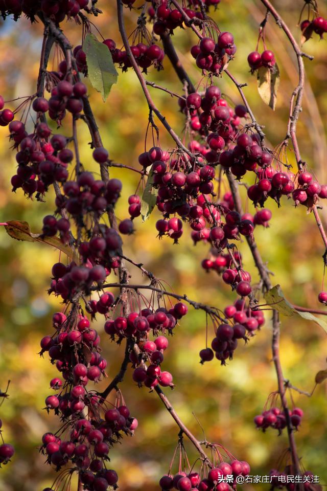 冬日上新！石家庄市公园里海棠果 “染红枝头”，果香伴冬景超治愈