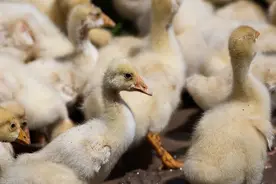 鹅为什会痛风?鹅得痛风吃什么药?图片