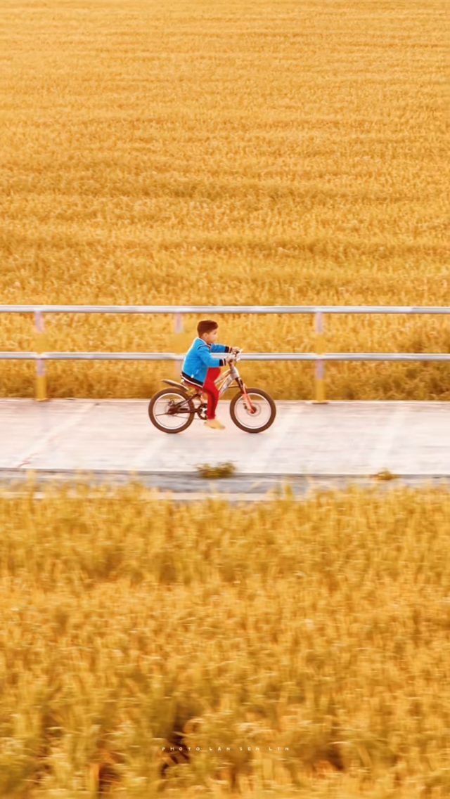 广东湛江：来遂溪这条村，感受冬日限定的金色浪漫~