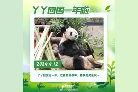 “胖若两熊”！丫丫回国一年啦图片