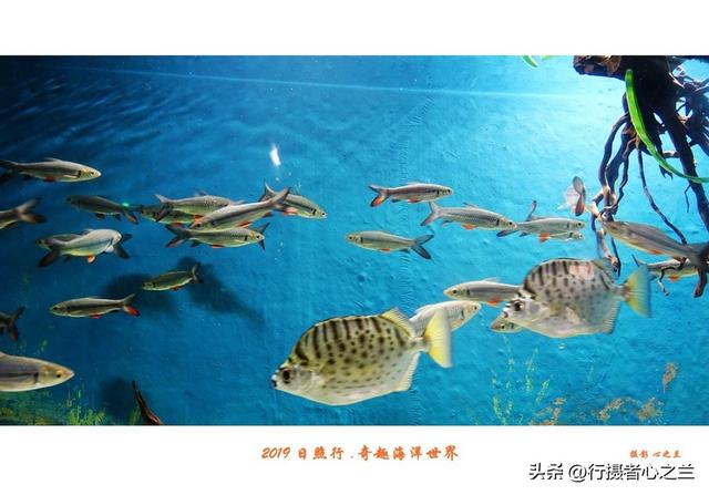 山东行游影记（90）—日照奇趣海洋世界（一）