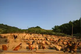 以前城里人追着买农村土鸡蛋，如今却无人问津，究竟是何原因？图片