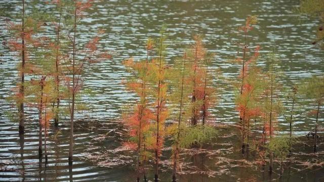 哇！金堂这里漂亮得不得了