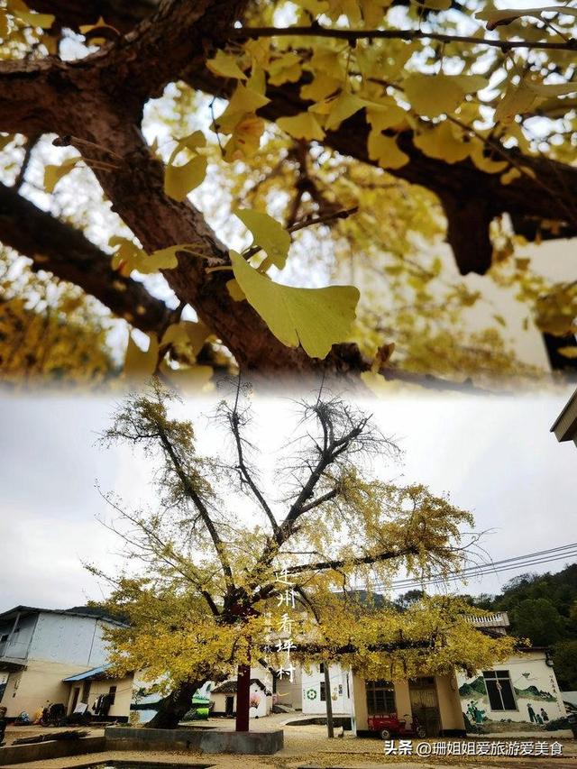 粤北小城连州：5棵千年银杏树，低调小众，等懂它的人前来赴约