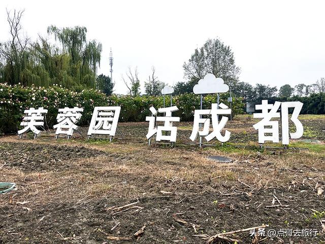 成都市区最美芙蓉花，王者风范，植物迷宫更是惊艳，不要门票！