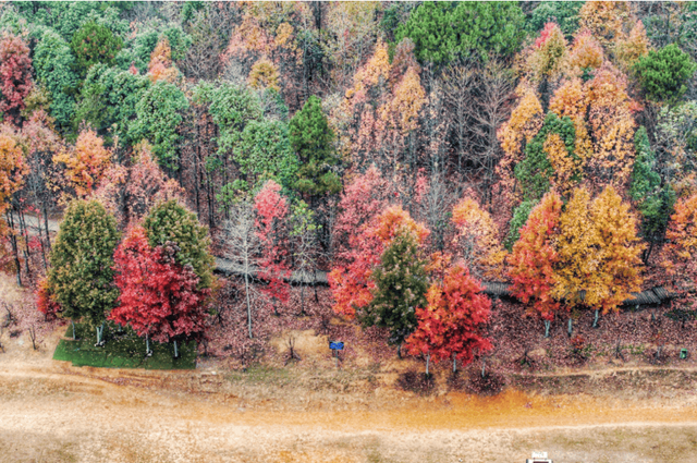 贵阳冬日最神秘的林场！绿野仙踪的尽头，竟藏着一个天空谜题。