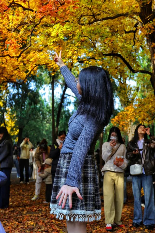 别急,地坛秋色还在!银杏节持续至本周末→