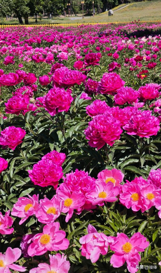 张传禄：北京芍药花海