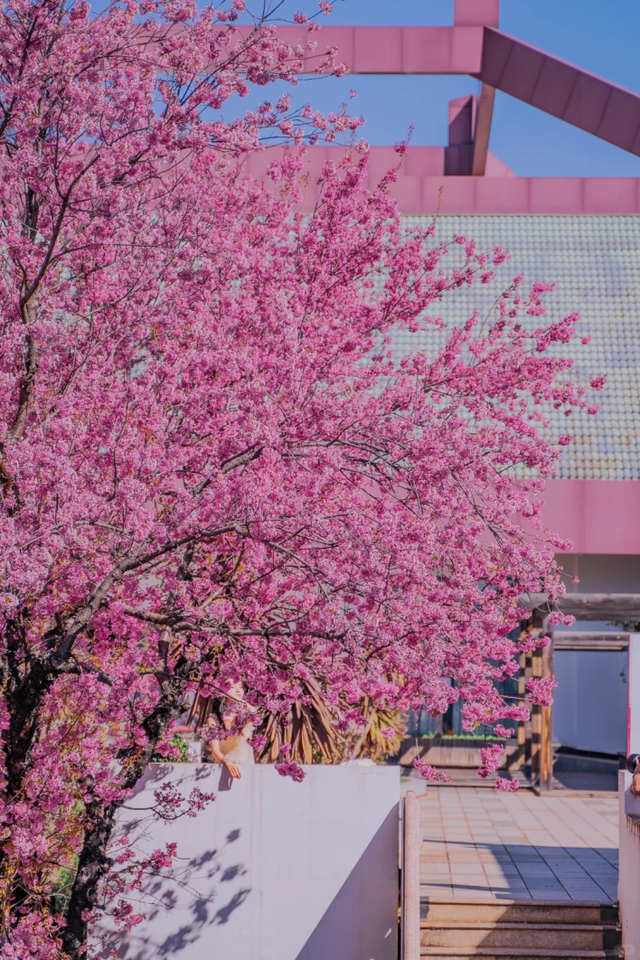 大寒至，春可期，昆明这些地方繁花似锦！