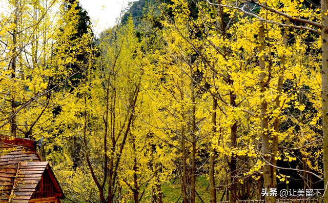 贵州贵阳乌当区百宜镇拐吉村的银杏树叶梯次金黄