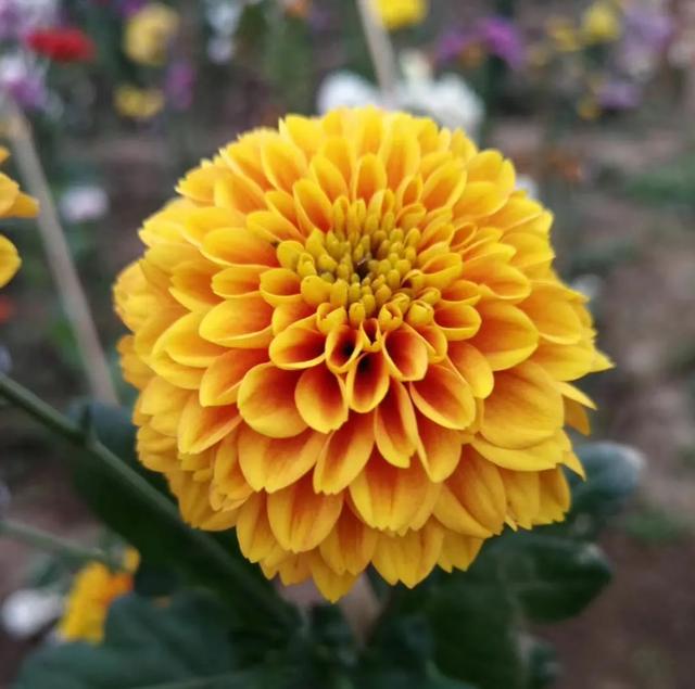 菊花